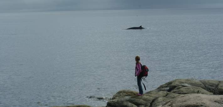 Grande Bergeronne ( petit rorqual) ( 160 km) - Cottage for rent Charlevoix